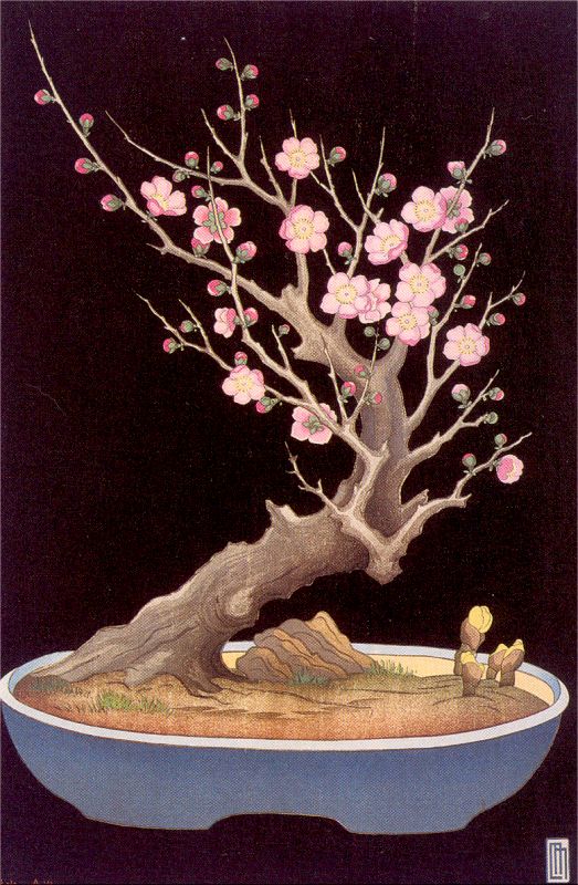Japanese Dwarf Plum Tree A